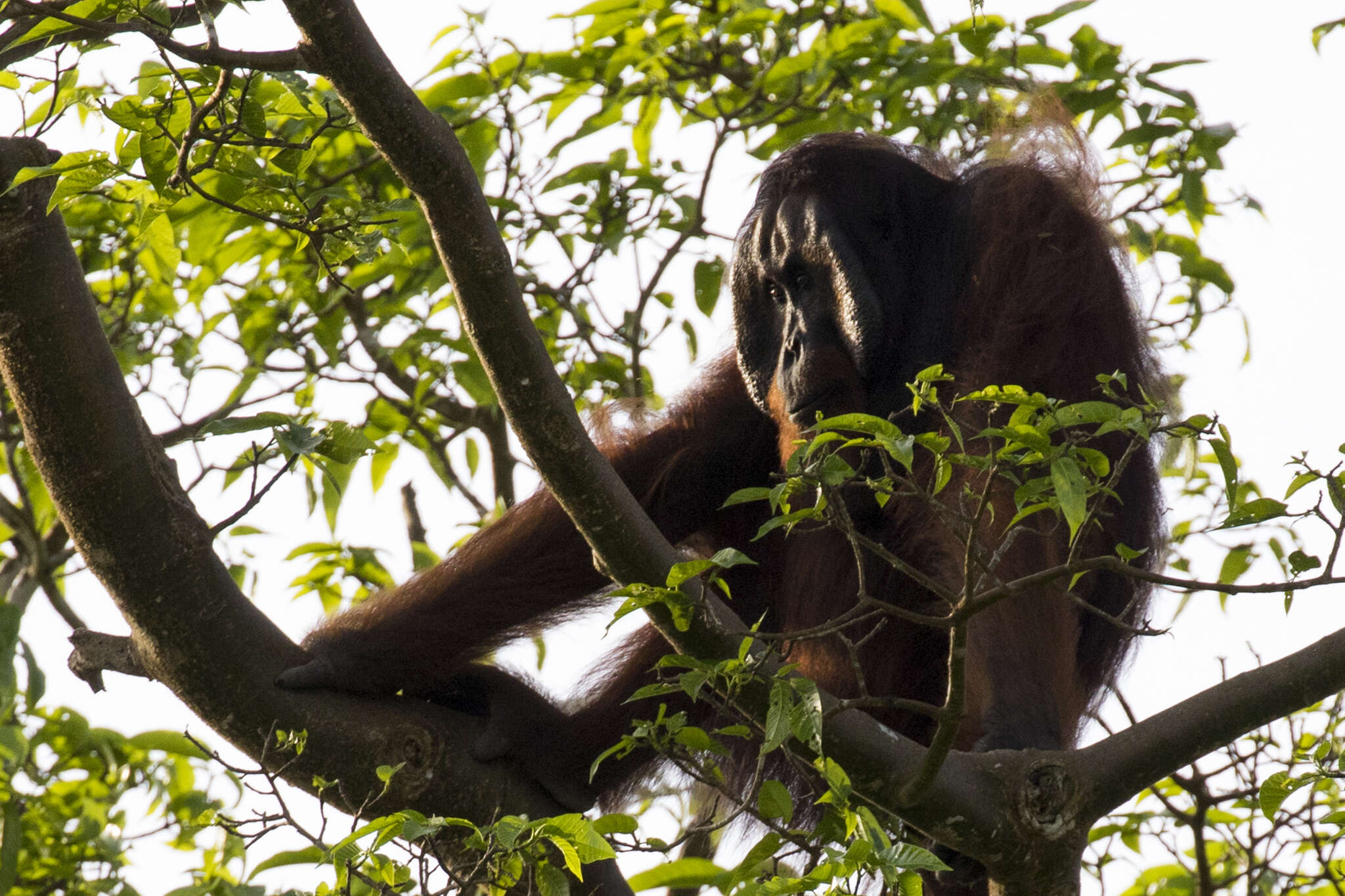 Image of Ponginae