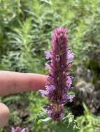 Imagem de Agastache pallidiflora subsp. neomexicana (Briq.) Lint & Epling