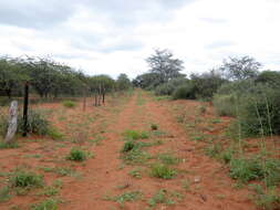 Imagem de Xenostegia tridentata subsp. angustifolia (Jacq.) J. Lejoly & S. Lisowski