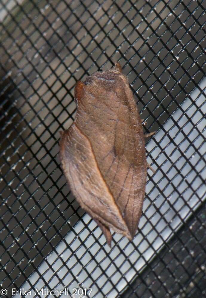 Image of Calyptra canadensis Bethune 1865