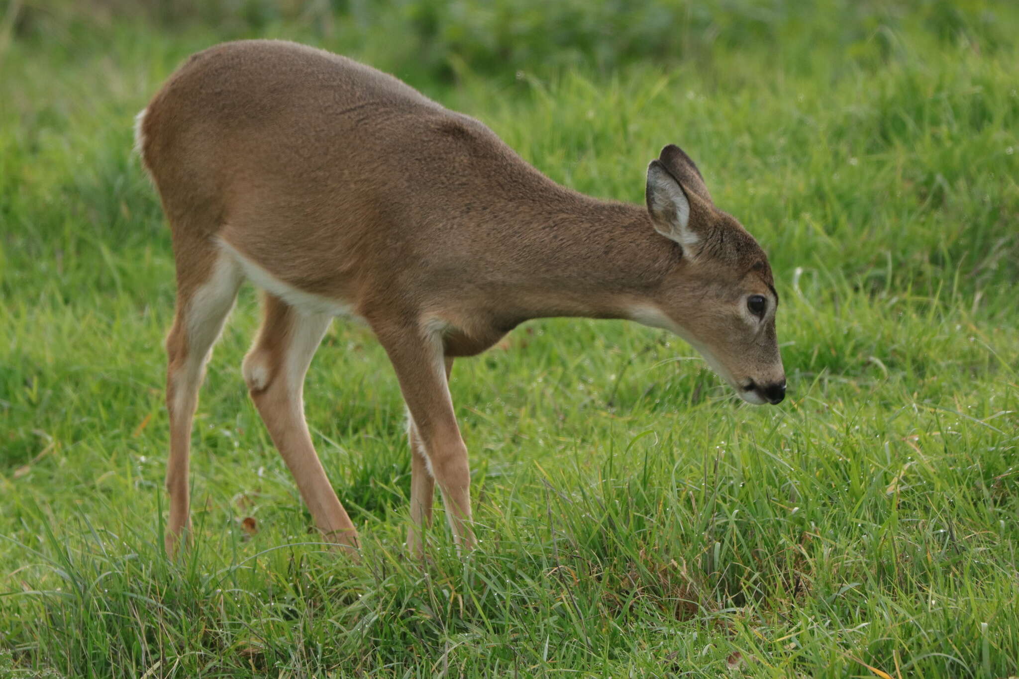 Image of Columbian white-tailed deer