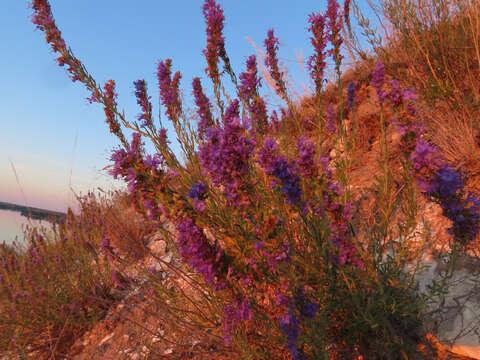 Image of Hyssopus officinalis subsp. montanus (Jord. & Fourr.) Briq.