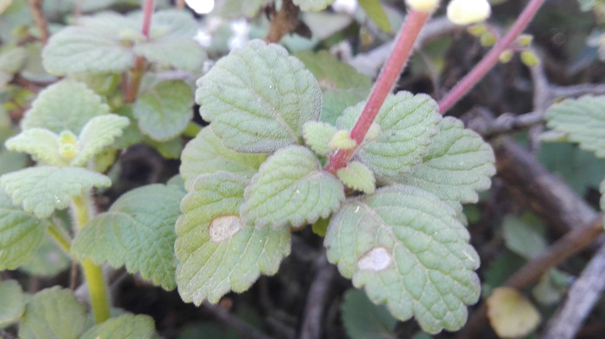 صورة Plectranthus madagascariensis (Pers.) Benth.