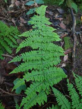 Image de Dryopteris guanchica Gibby & Jermy