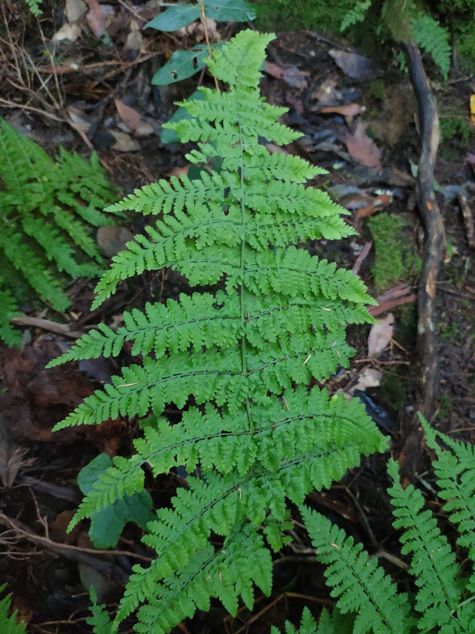 Image de Dryopteris guanchica Gibby & Jermy