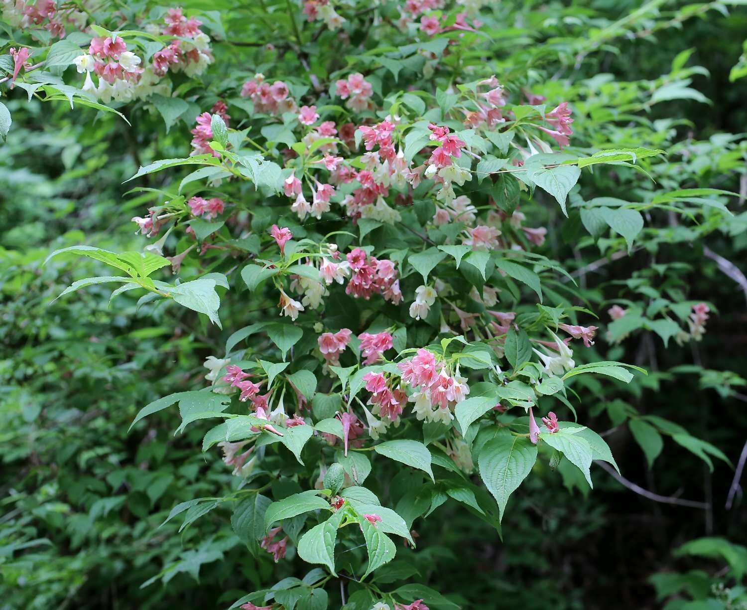 Image of Weigela decora (Nakai) Nakai