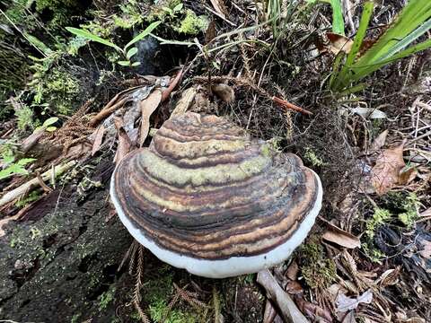 Fomes hemitephrus (Berk.) Cooke 1885 resmi