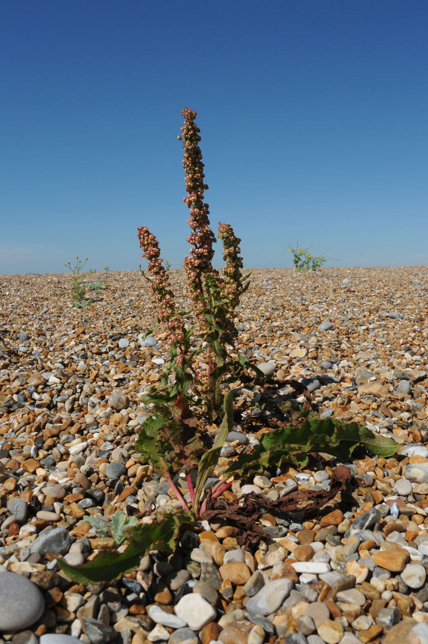 Image of Rumex crispus subsp. littoreus (Hardy) J. R. Akeroyd