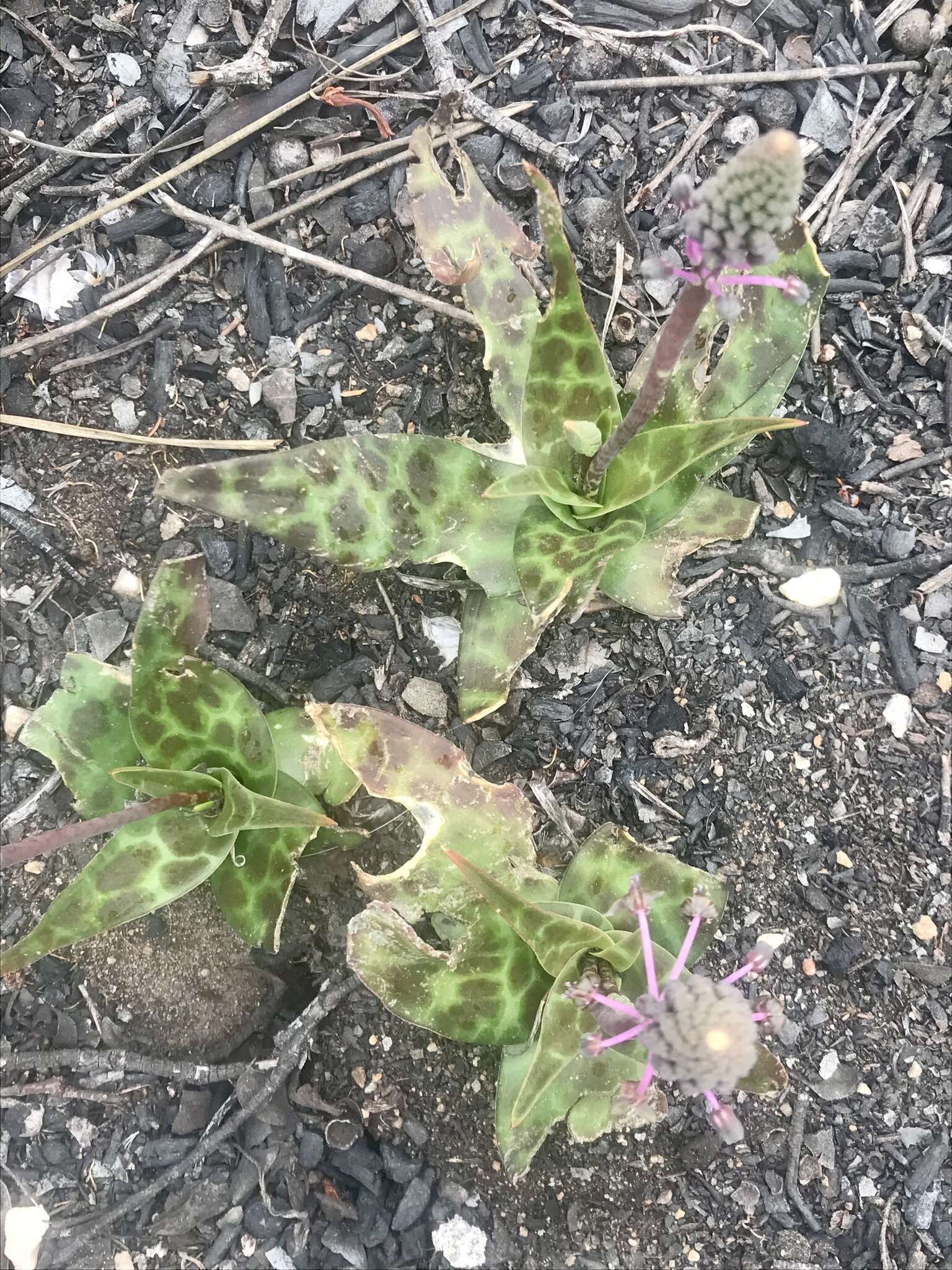 Image of Ledebouria ovalifolia (Schrad.) Jessop