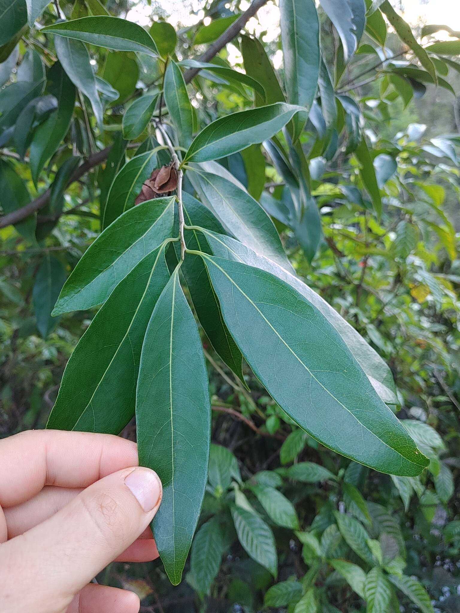 Image of Damburneya coriacea (Sw.) Trofimov & Rohwer