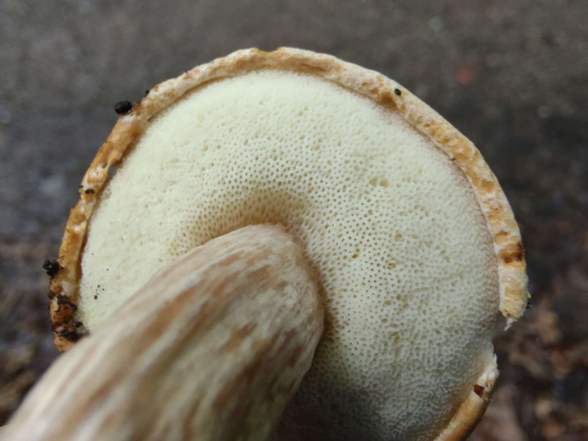 Image of Pulveroboletus atkinsonianus (Murrill) L. D. Gómez 1997