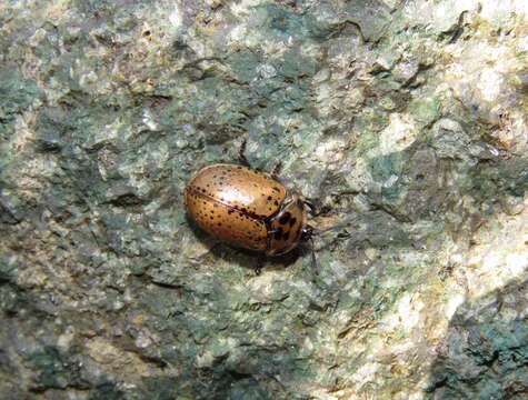 Image of Chelymorpha varians (Blanchard 1851)