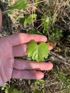 صورة Vitis rotundifolia var. munsoniana (Simpson ex Munson) M. O. Moore