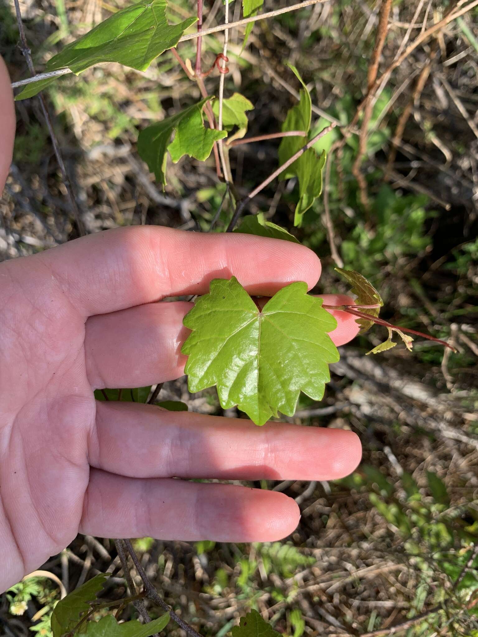 صورة Vitis rotundifolia var. munsoniana (Simpson ex Munson) M. O. Moore