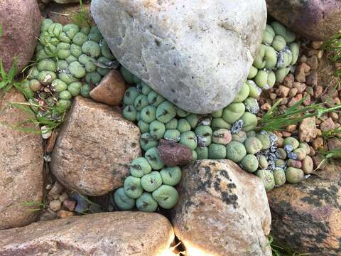 Image of Conophytum truncatum (Thunb.) N. E. Br.