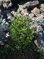 Ageratina glechonophylla (Less.) R. King & H. Rob. resmi