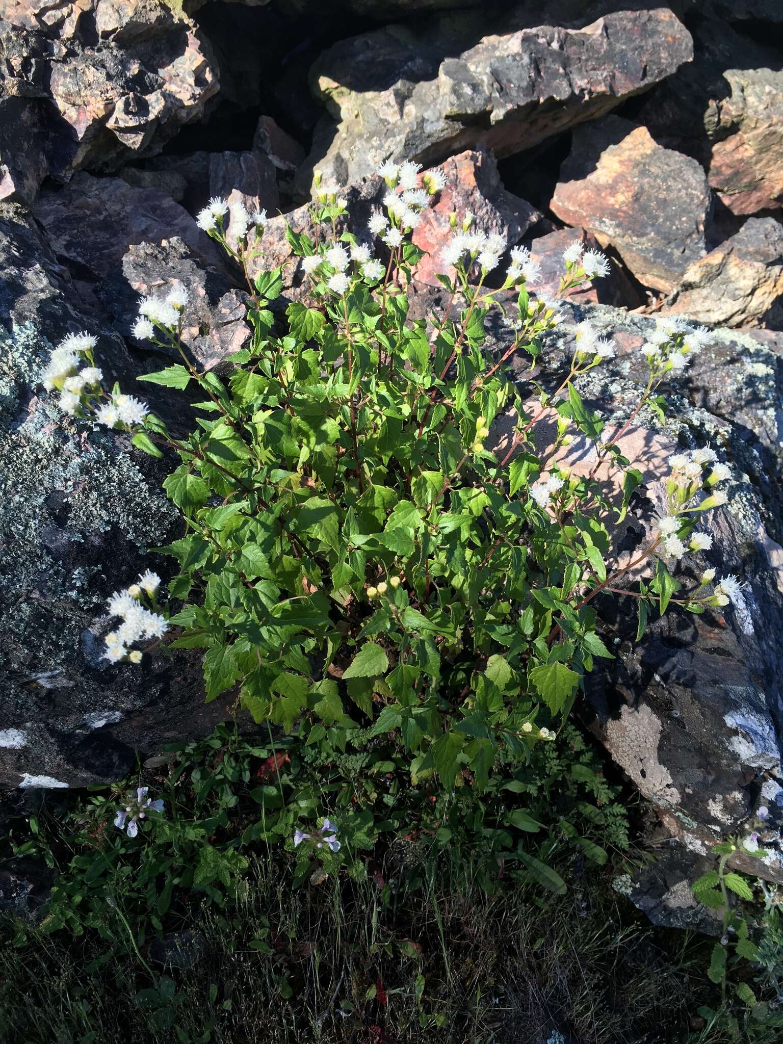 Sivun Ageratina glechonophylla (Less.) R. King & H. Rob. kuva