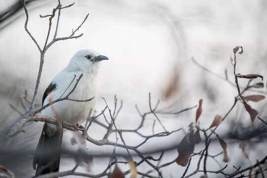 Image of Southern Pied Babbler