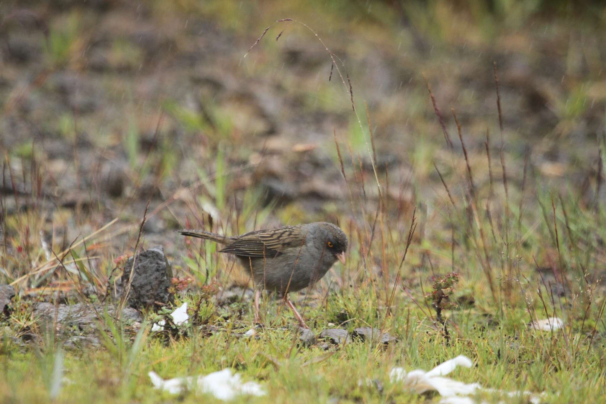 Image of Volcano Junco