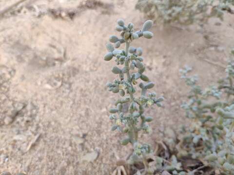 Image of Tetraena alba (L. fil.) Beier & Thulin