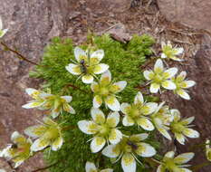 Слика од Saxifraga bryoides L.