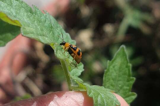 Sivun Cerotoma ruficornis (Olivier 1791) kuva