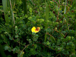 Image of Bossiaea cordigera Hook. fil.