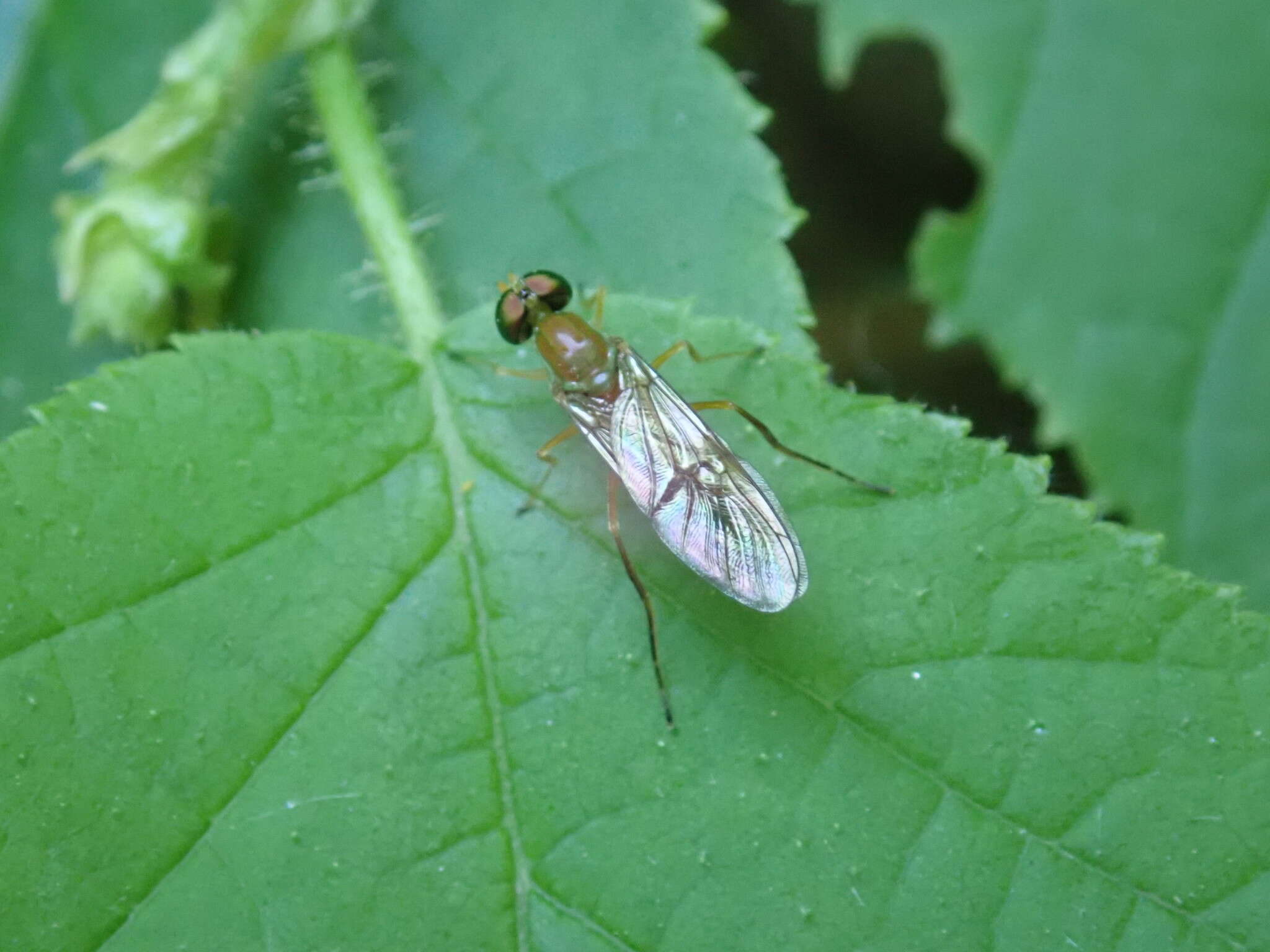 Image of Ptecticus trivittatus (Say 1829)