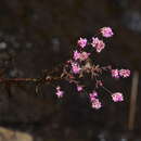 Image de Rotala floribunda (Wight) Koehne