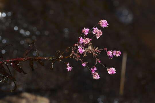 Image of Rotala floribunda (Wight) Koehne