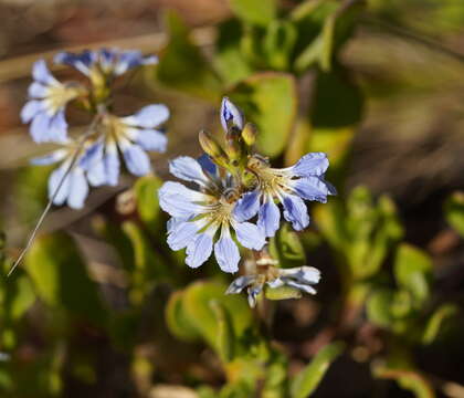 Imagem de Scaevola calendulacea (Kenn.) Druce