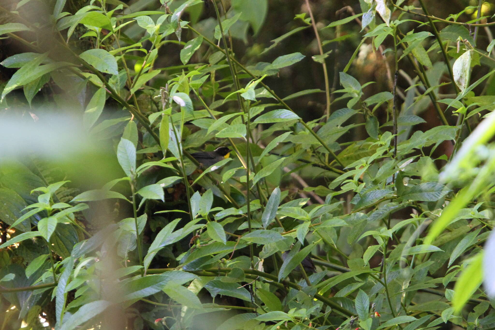 Atlapetes albinucha gutturalis (Lafresnaye 1843) resmi