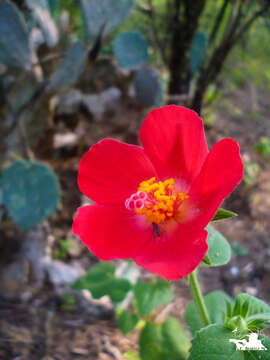 Image of heartleaf rosemallow