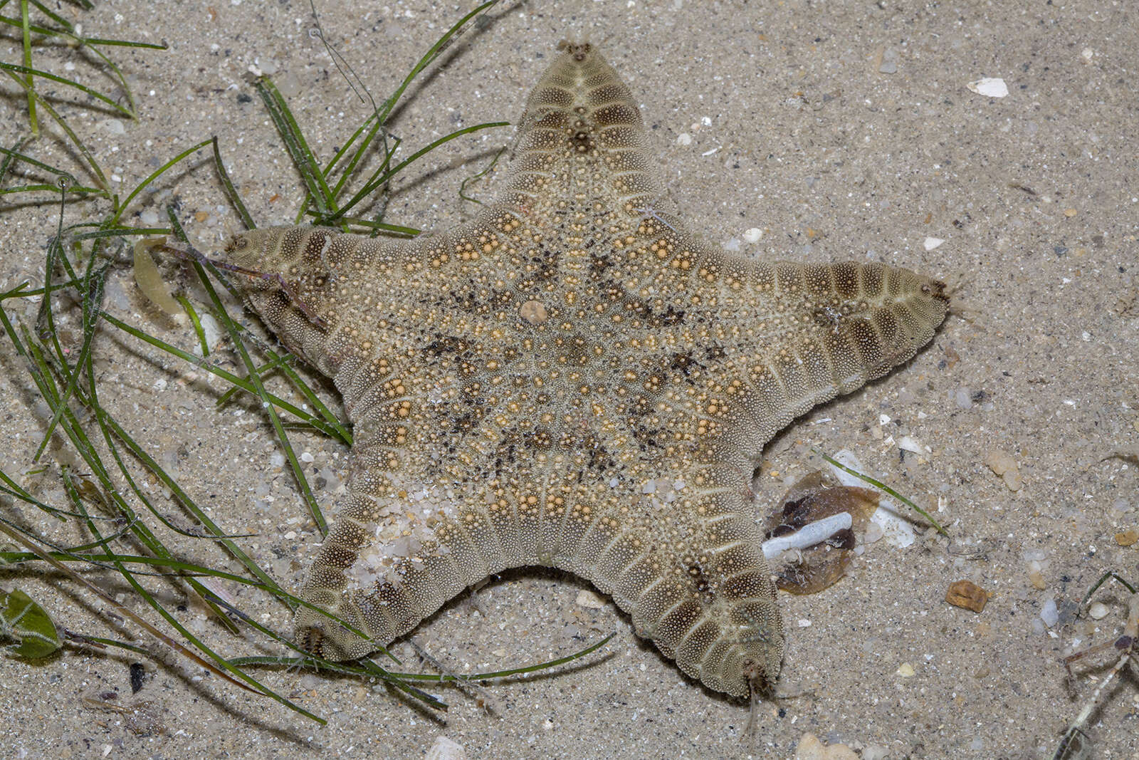 Image of Goniodiscaster H. L. Clark 1909