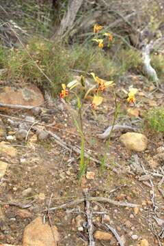 Image of Diuris brockmanii