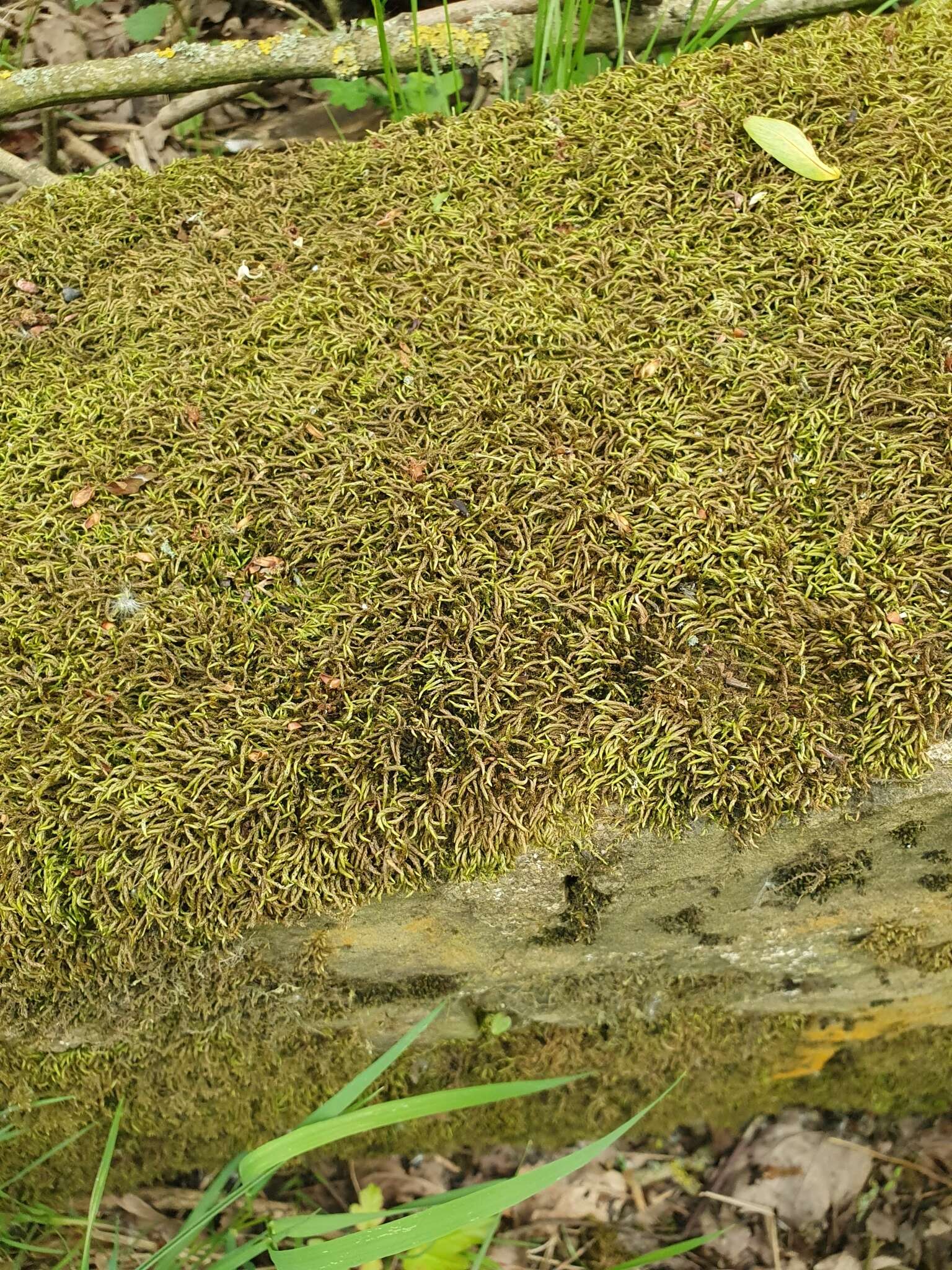 Слика од Scleropodium cespitans L. F. Koch 1950