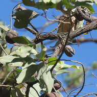 Image of Grevillea glauca Banks & Sol. ex Knight