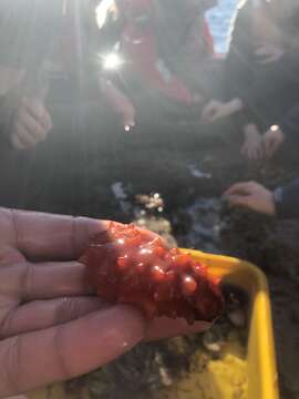 Image of California sea cucumber