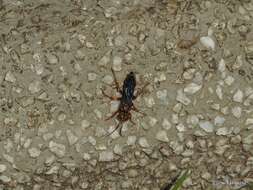 Image of Golden cricket wasp