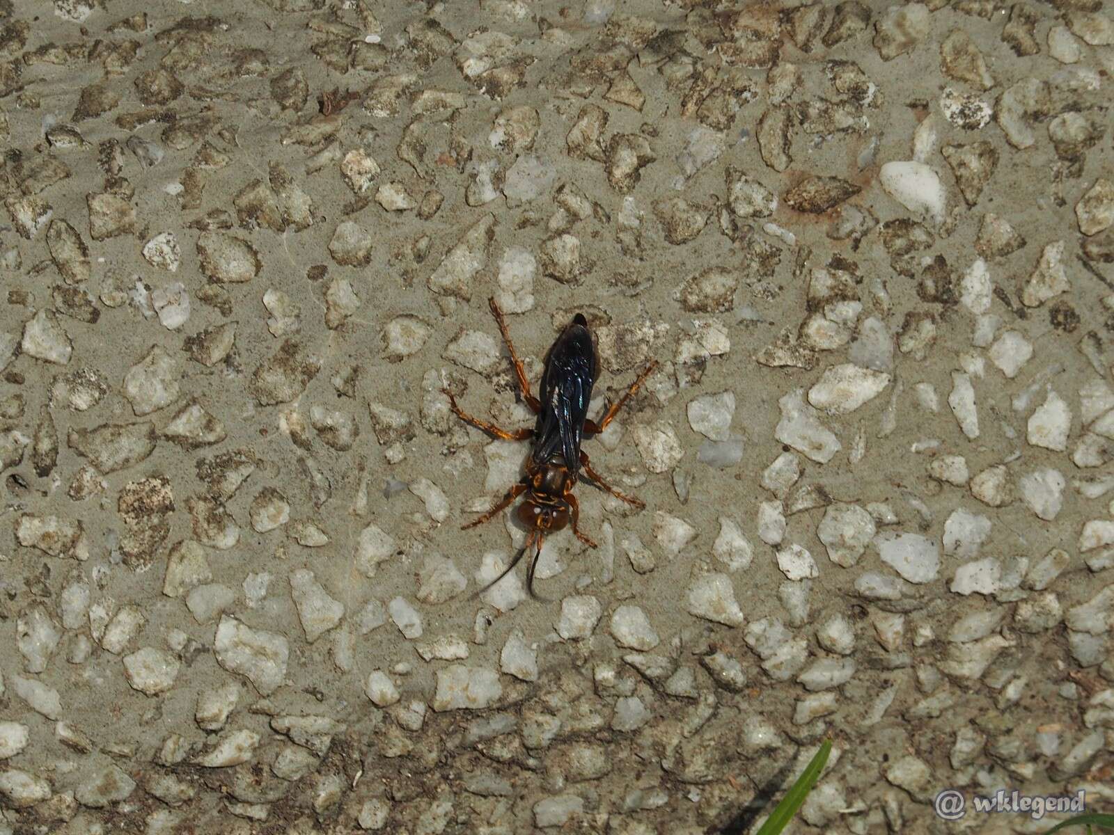 Image of Golden cricket wasp