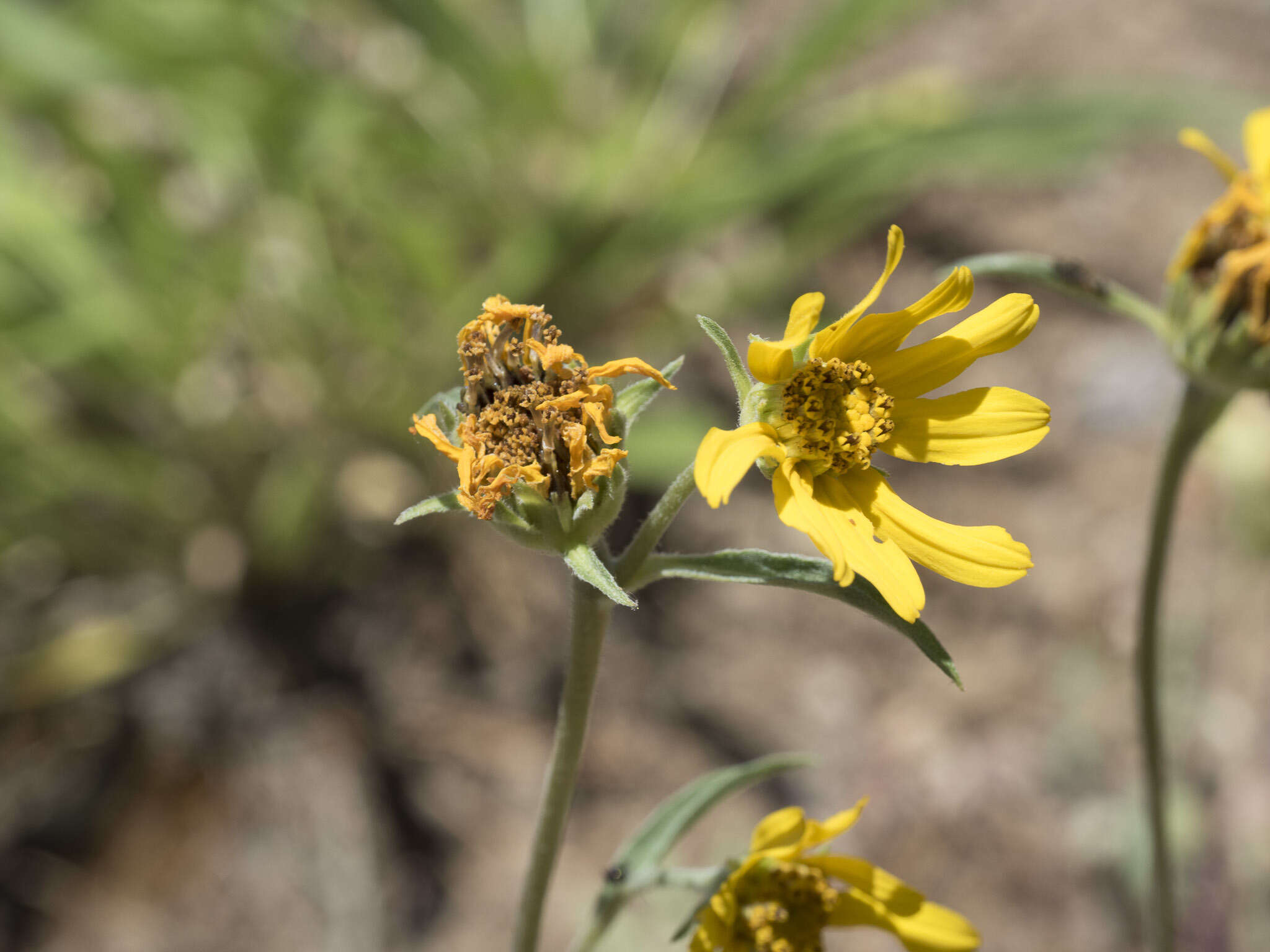 Image of Nevada helianthella