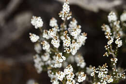 Thryptomene micrantha Hook. fil. resmi