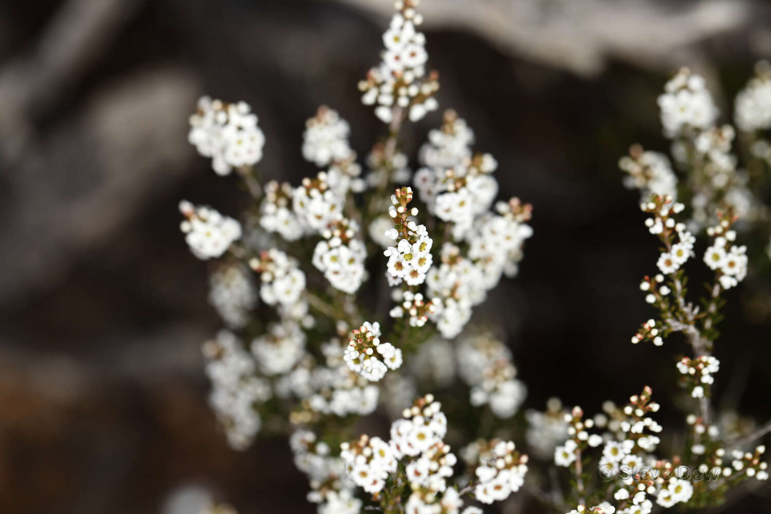 Thryptomene micrantha Hook. fil.的圖片