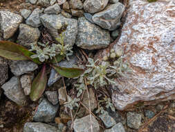 Image of Rocky Mountain pussytoes