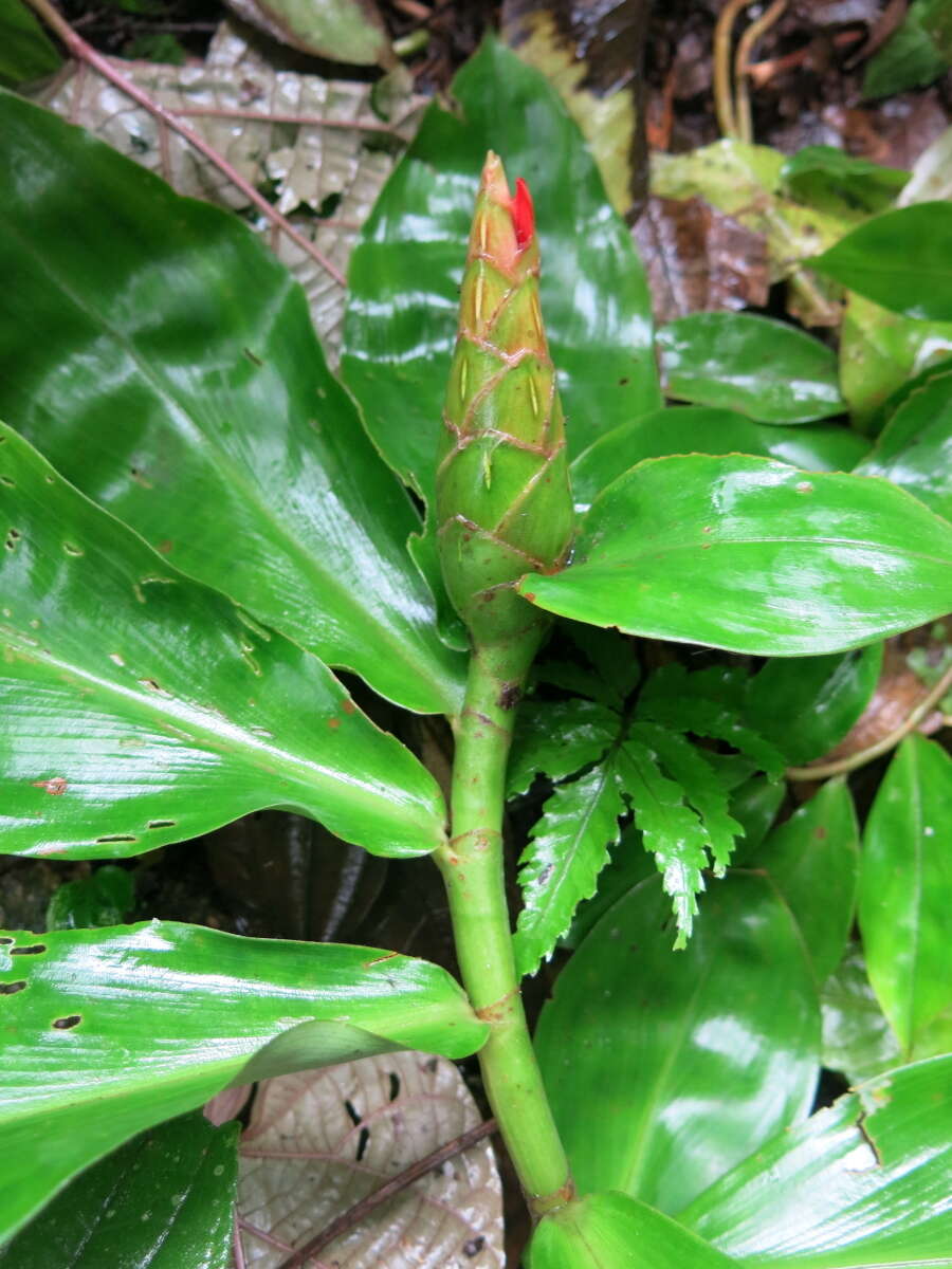 Image of spiral ginger