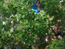 Image of box bedstraw