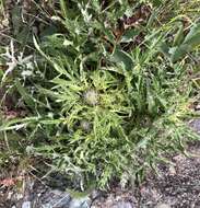 Image of Alameda County thistle