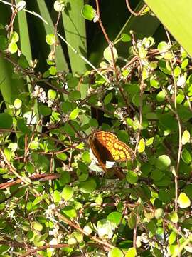 Image of Lycaena salustius (Fabricius 1793)