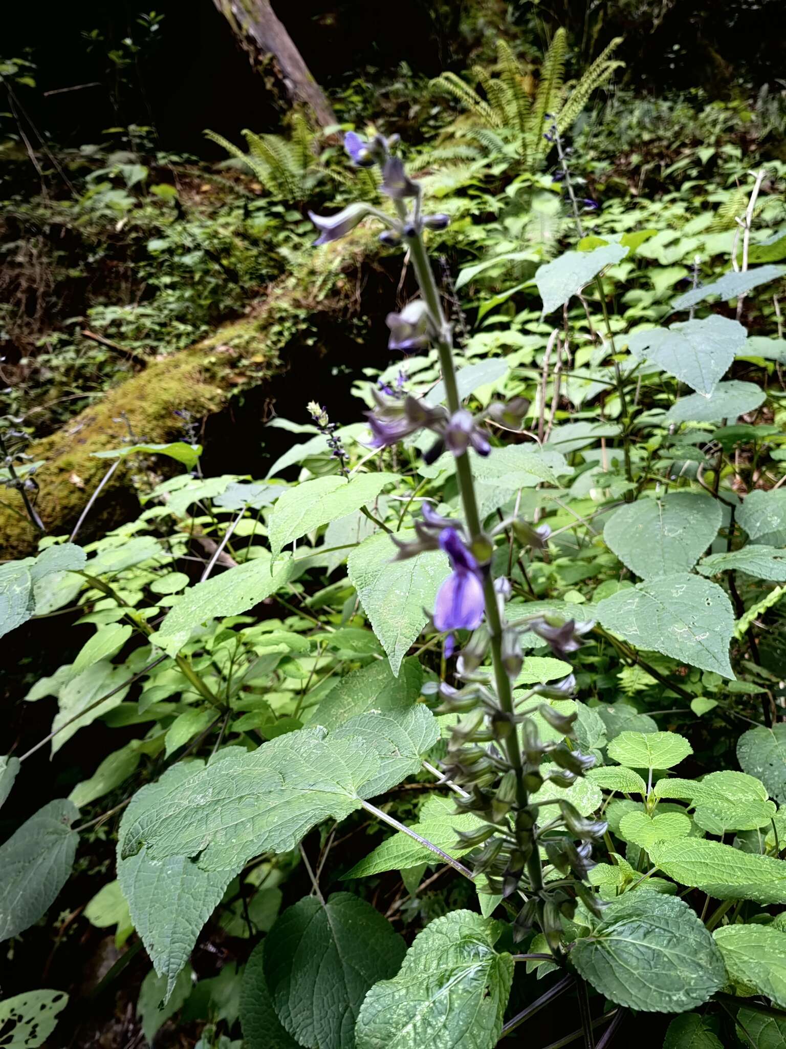 Image of Salvia recurva Benth.