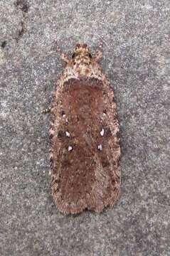 Image of Agonopterix clemensella Chambers 1876